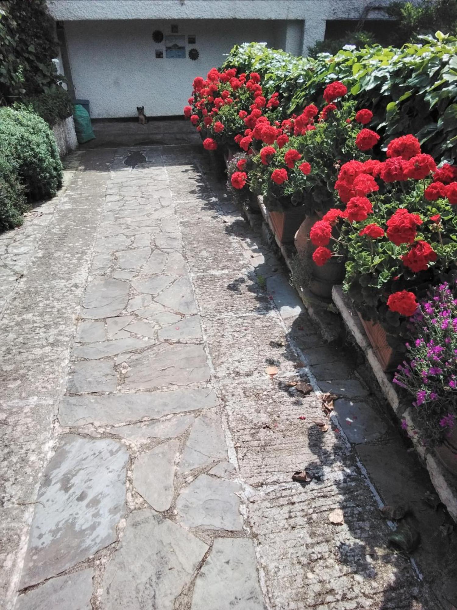 Villa Mimosa Splendida Vista Mare 博纳索拉 外观 照片